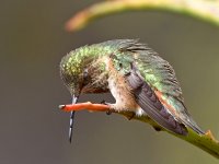 Hummer12.jpg