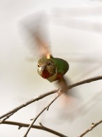 Hummer.jpg