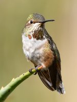 Hummer13.jpg