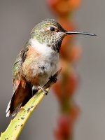 Hummer18.jpg