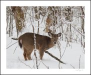 DSC_7555-Modifier.jpg