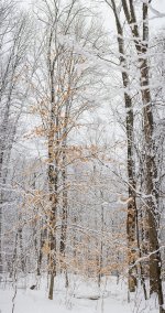 stitched vertical pano.jpg
