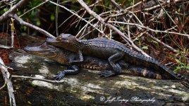 DSC_4625.jpg