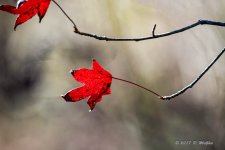 D73_0408-2-Edit.jpg