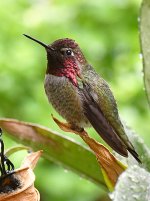 Hummer.jpg