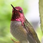 Hummer4.jpg