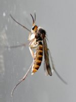 Mosquito.jpg