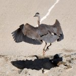 BlueHeron6.jpg