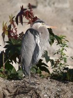 BlueHeron3.jpg