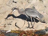 BlueHeron.jpg