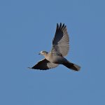 Dove.jpg