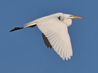 Egret2.jpg