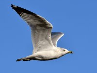 Gull3.jpg
