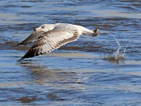 Gull9.jpg