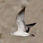 Gull11.jpg