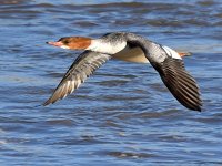 Merganser.jpg