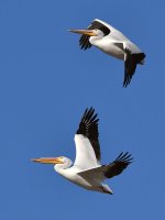 Pelican.jpg