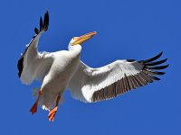 Pelican3.jpg