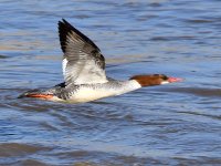 Merganser3.jpg