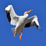 Pelican2.jpg