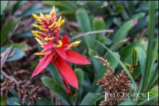 1-21-17 Arboretum  LR 1 (1 of 1)-2.jpg