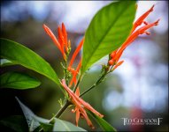 1-21-17 Arboretum  LR 1 (1 of 1)-8.jpg