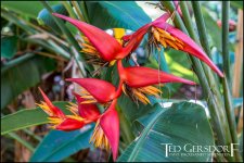 1-21-17 Arboretum  LR 1 (1 of 1)-11.jpg