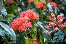 1-21-17 Arboretum  LR 1 (1 of 1)-4.jpg