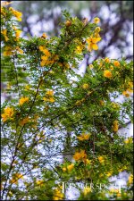 1-21-17 Arboretum  LR 1 (1 of 1)-5.jpg