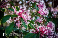 1-21-17 Arboretum  LR 1 (1 of 1).jpg