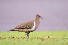 20170122-DSC_0801.jpg
