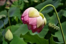 Lotus002.jpg