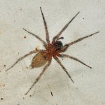 Spider.JPG