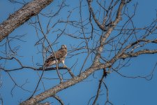_DSC7554-Edit.jpg