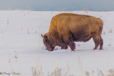 Antelope Island Buffalo 1-21-2017.jpg