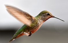 Hummer26.jpg