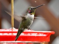 Hummer30.jpg
