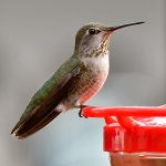 Hummer31.jpg
