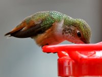 Hummer33.jpg