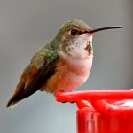 Hummer34.jpg