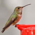 Hummer4.jpg