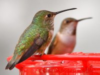Hummer8.jpg