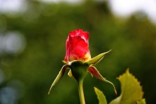 DSC_5996.jpg