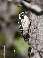 NuttalsWoodpecker.jpg