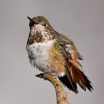 Hummer14.jpg