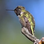Hummer32.jpg