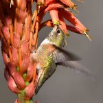 Hummer17.jpg