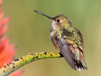 Hummer25.jpg
