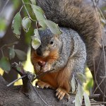 Squirrel.jpg
