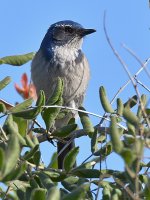 ScrubJay2.jpg